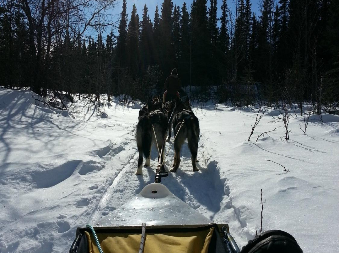 Dog Sledding Tours at EarthSong Lodge-希利必去景点