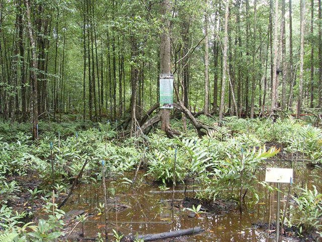 Matang Mangrove Forest Reserve-Kuala Sepetang必去景点