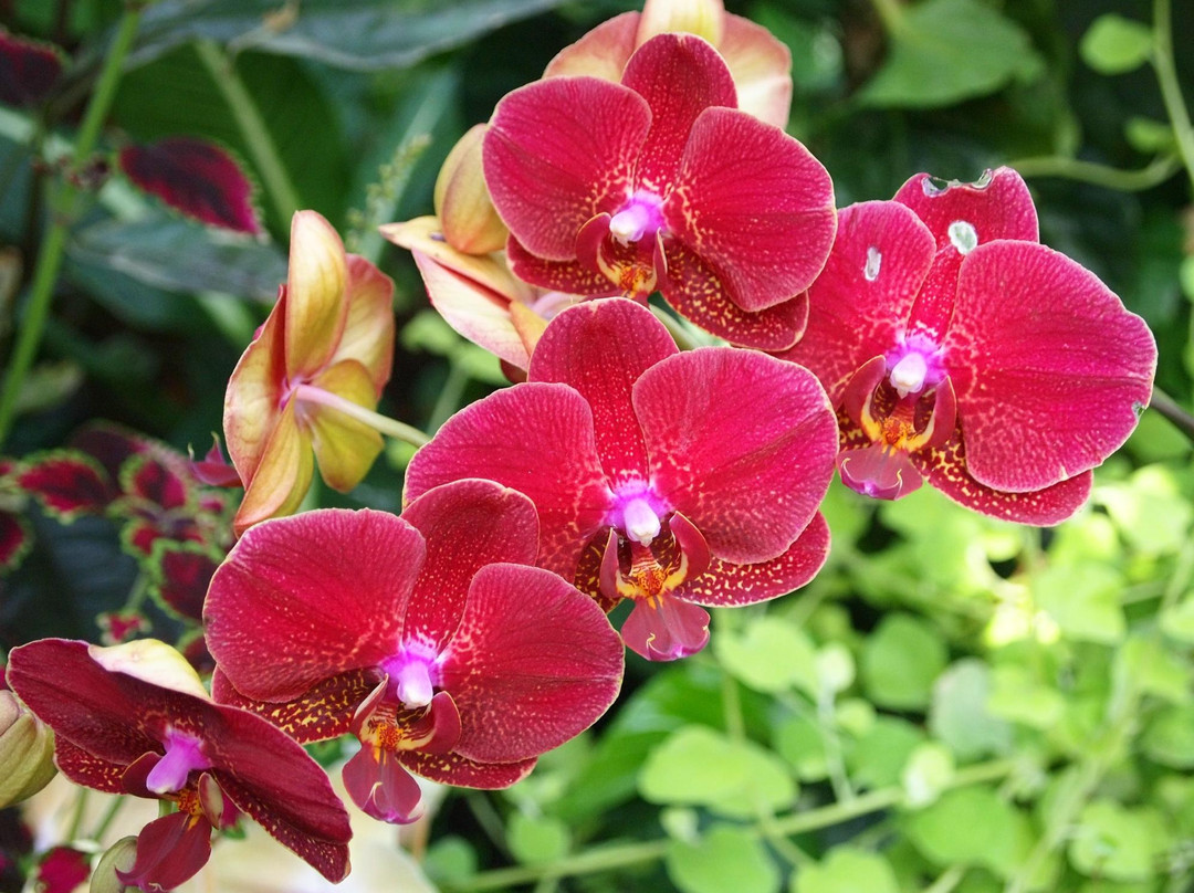 布鲁代尔花鸟保护园-温哥华必去景点