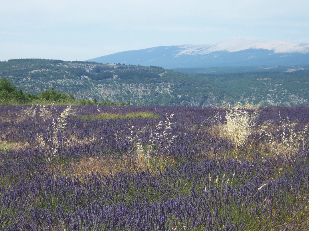 Experience Provence Tours景点图片