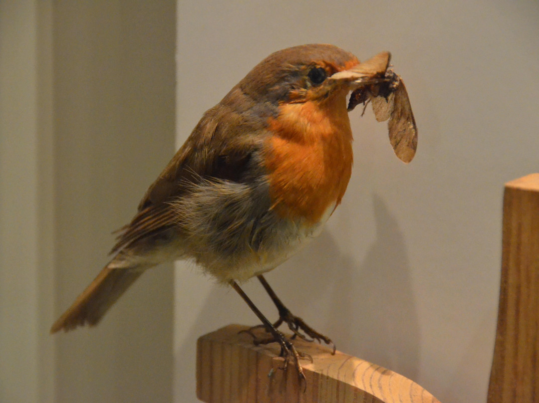 Museo di Storia Naturale Faraggiana Ferrandi-诺瓦拉必去景点