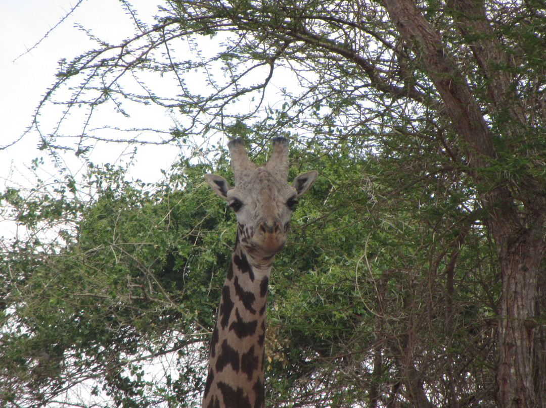 Freezone Safari-马林地必去景点