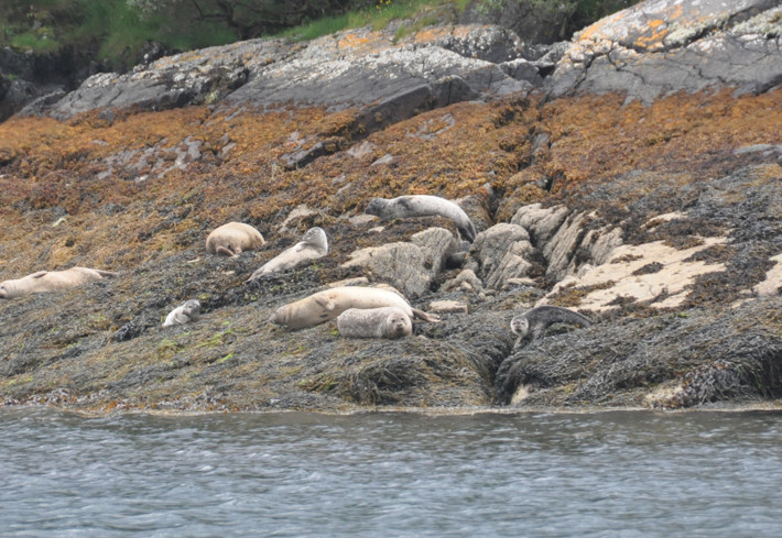 Ardnamurchan Charters景点图片