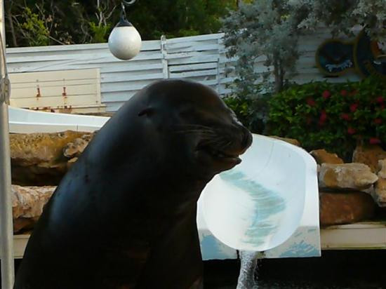 Theater of the Sea-伊斯拉摩拉达必去景点