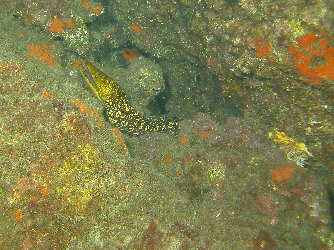 Davy Jones Diving景点图片