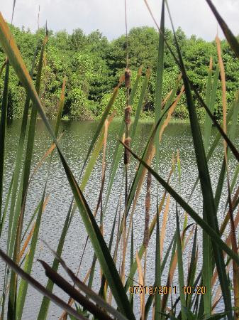 Six Mile Cypress Slough Preserve景点图片