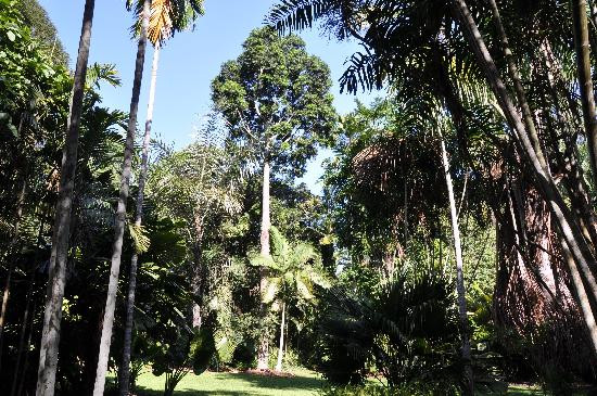 Centenary Lakes - Cairns Botanic Gardens景点图片