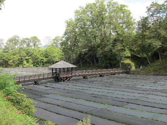 Daio Wasabi Farm景点图片