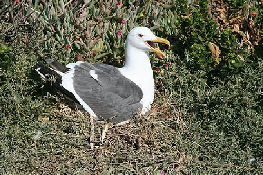 Anacapa Island-峡岛国家公园必去景点