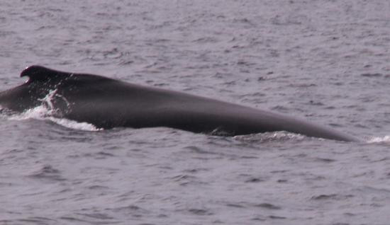 Granite State Whale Watch景点图片