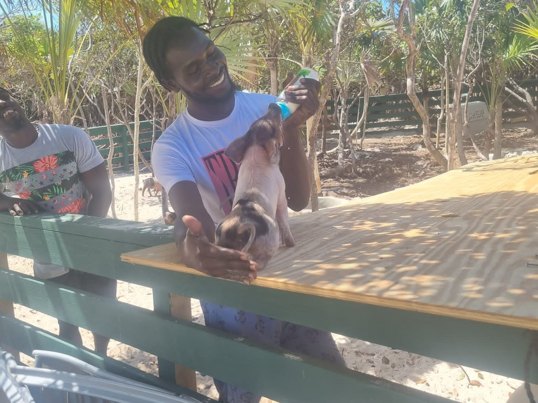 Swimming Pigs Beach Stop and Snorkel Tour Nassau-拿骚必去景点