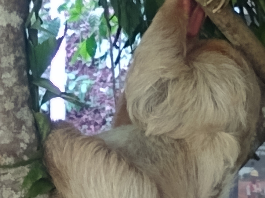 Gamboa Sloth Sanctuary景点图片