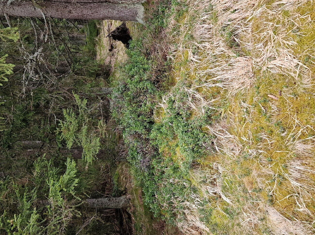 Kvilda - The source of Vltava-Kvilda必去景点