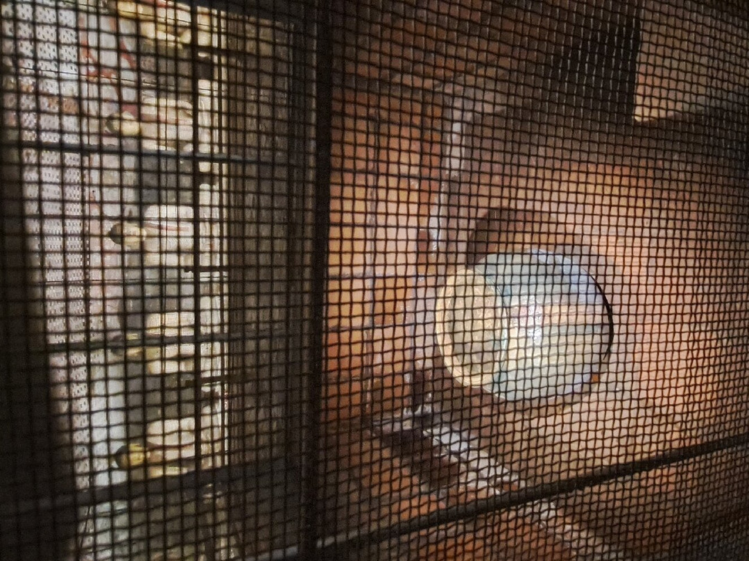 Aliya Tours-康提必去景点