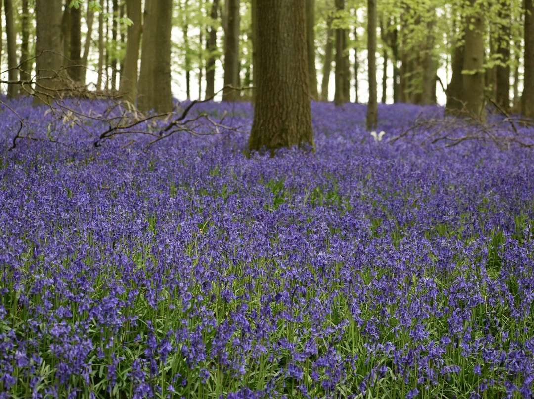 National Trust - Ashridge Estate-Berkhamsted必去景点