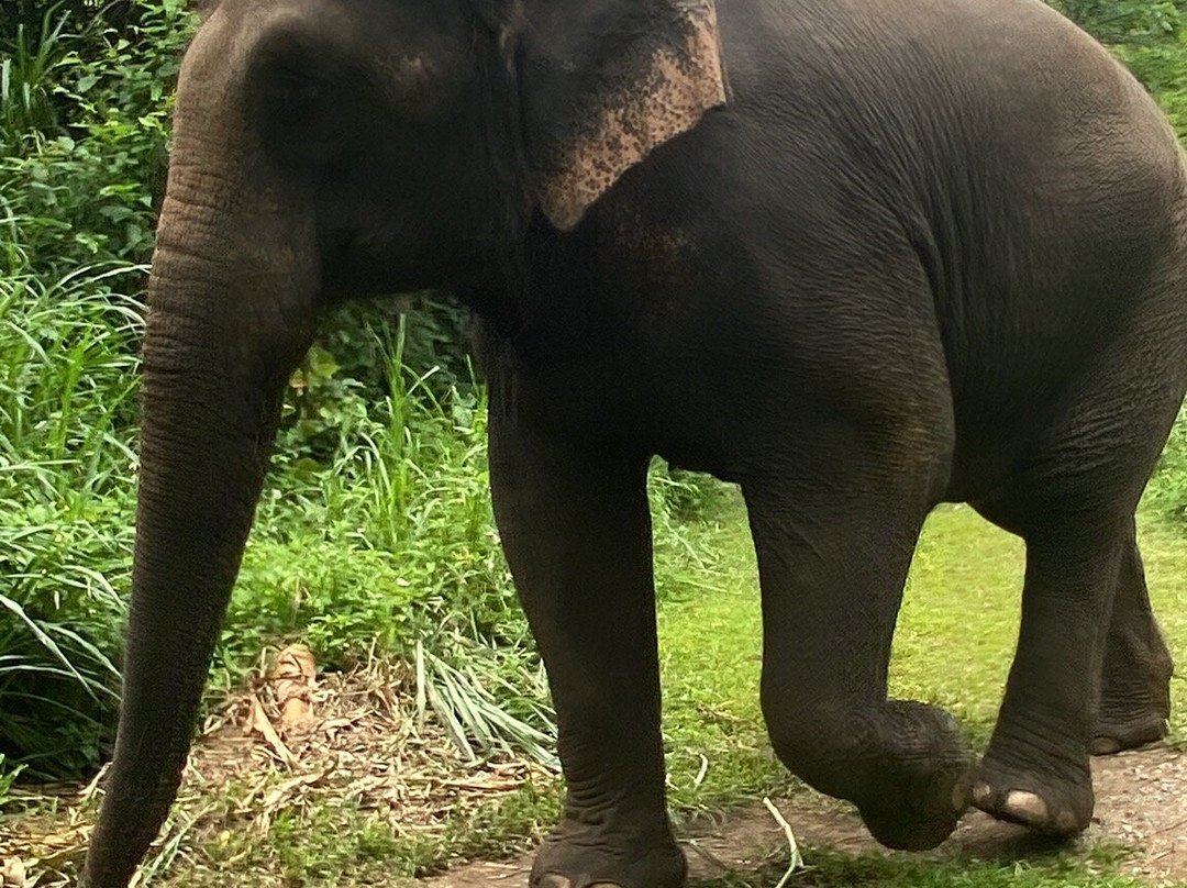 Elephant EcoValley-夜登必去景点