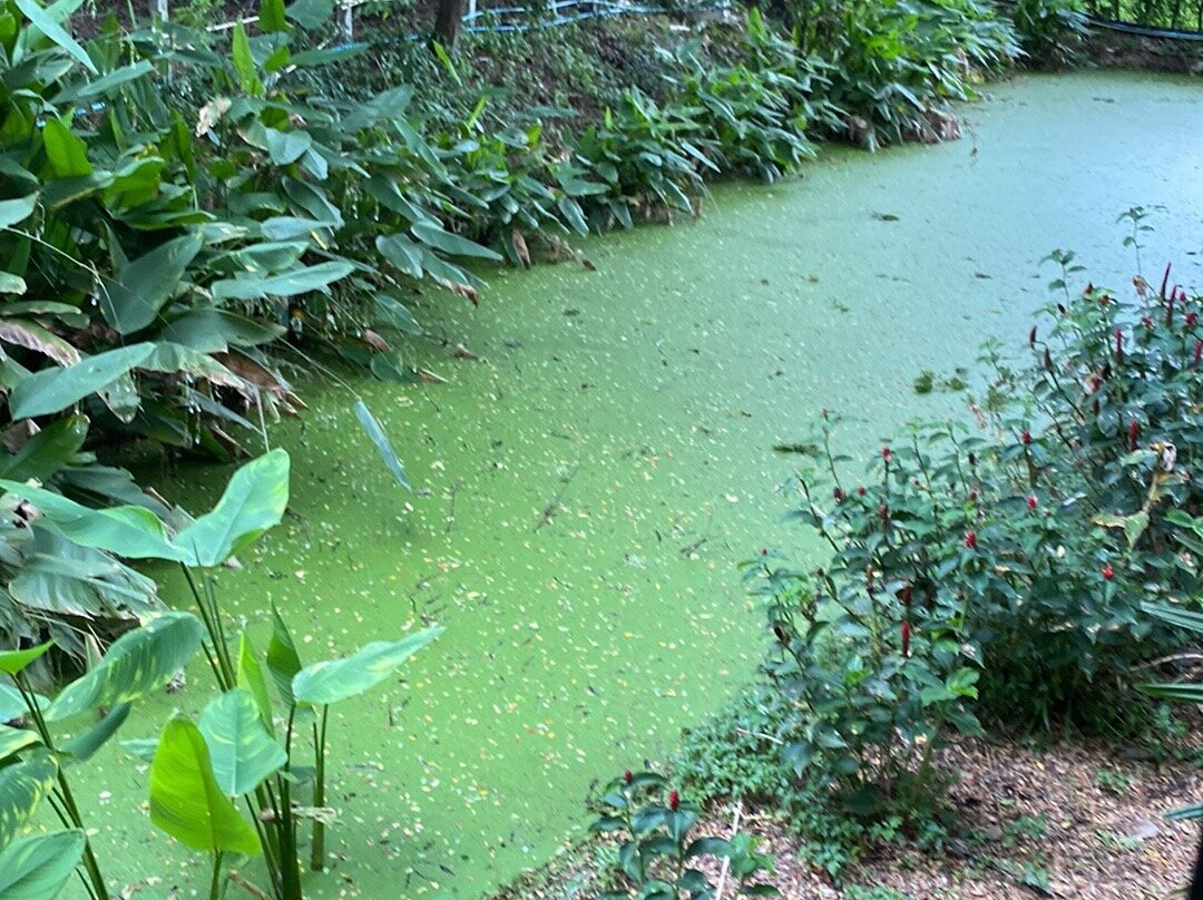 Green@Buriram主图