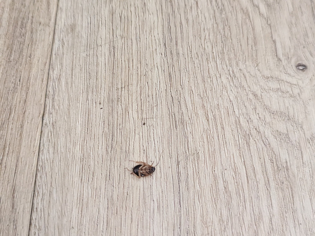 Econo Lodge Inn & Suites主图