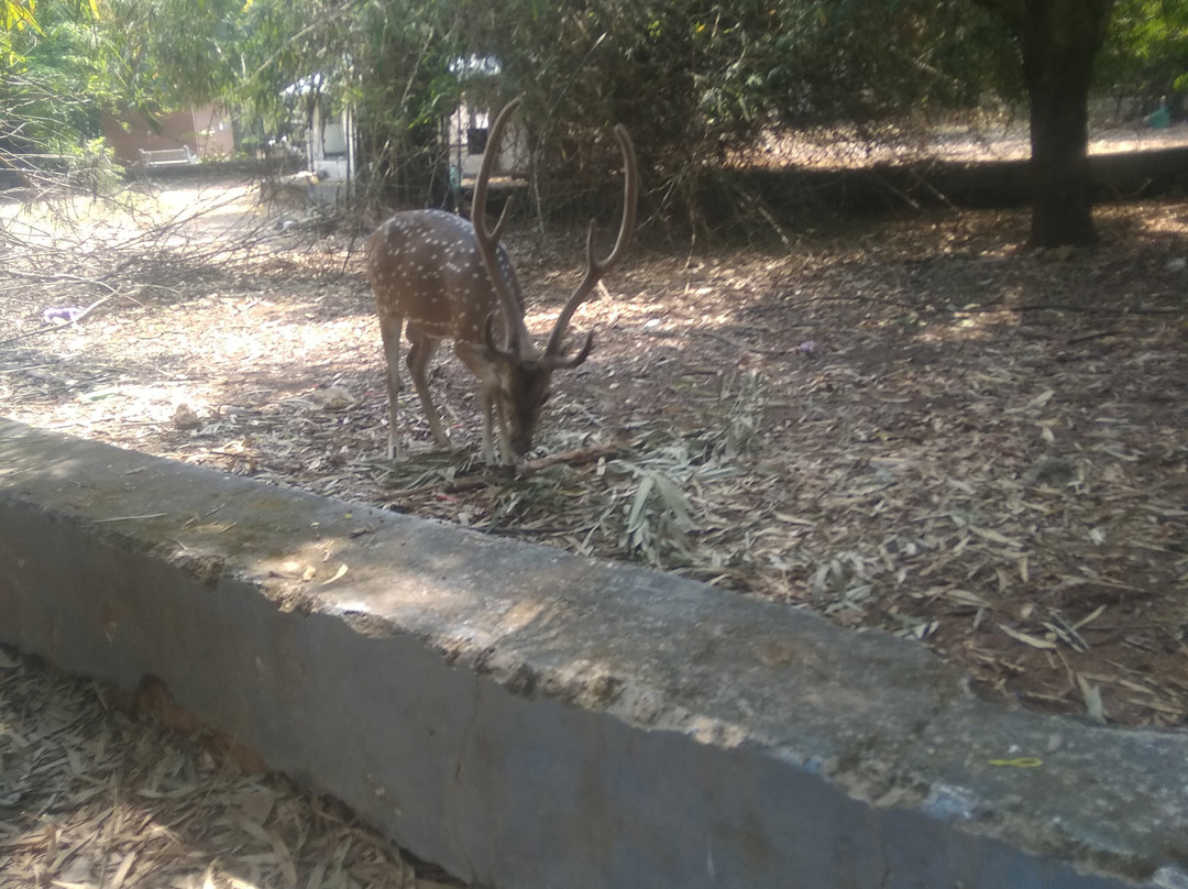 Arignar Anna Zoological Park景点图片