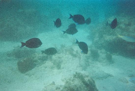 Water City PR-Luquillo必去景点