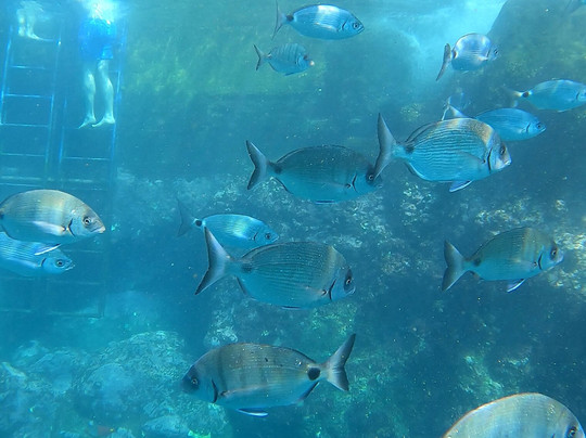 Swimmadeira - Swimming Holidays