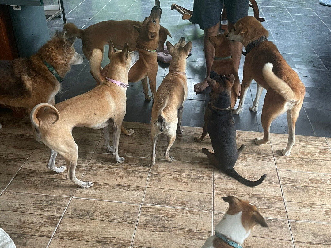 Sabai Dog-阁骨岛必去景点