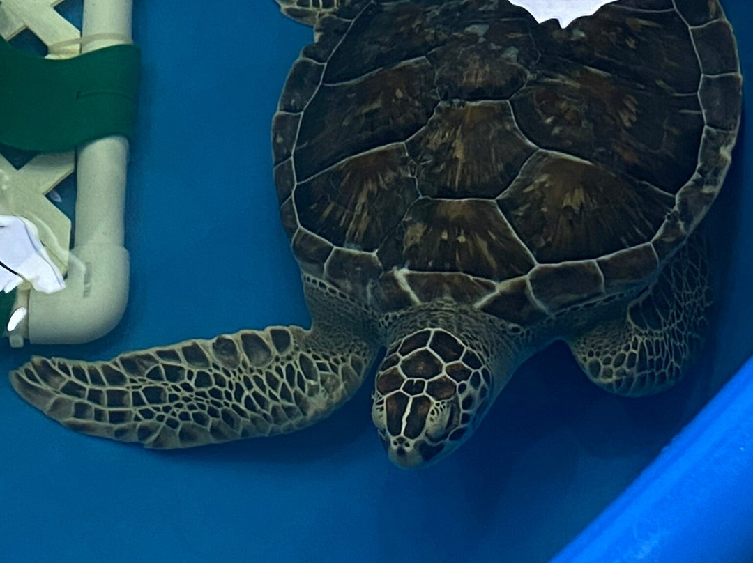 The Karen Beasley Sea Turtle Rescue and Rehabilitation Center景点图片