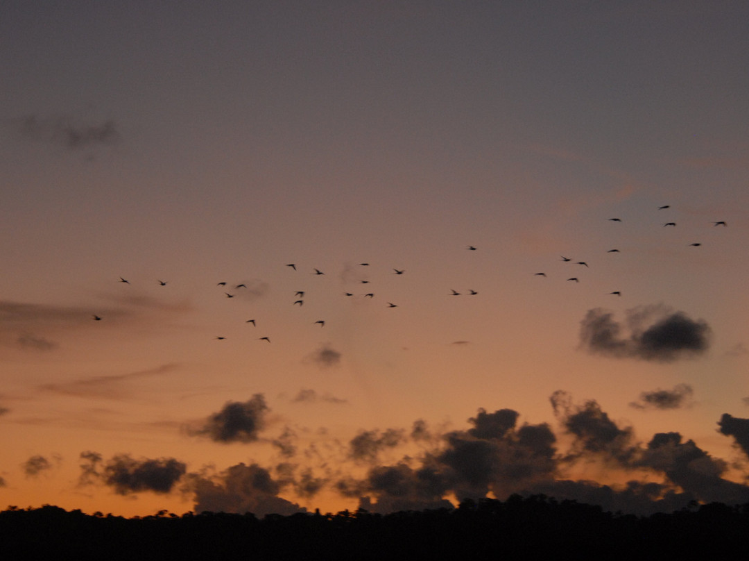 Parrot Island-Baratang Island必去景点