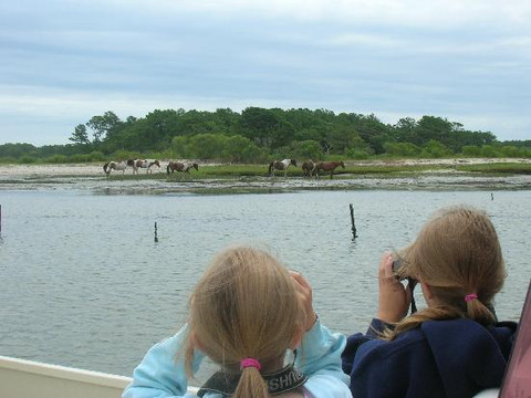 Chincoteague Cruises & Nature Tours-钦科蒂格岛必去景点