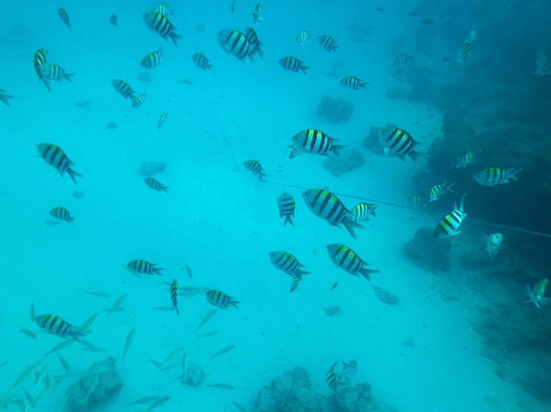 Zan Isaac Tours-桑给巴尔市必去景点