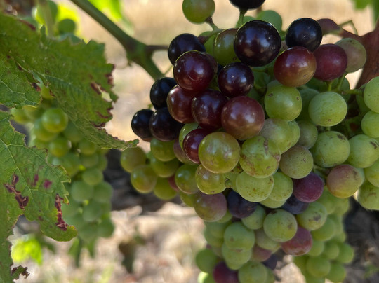 Adventureshop Stellenbosch-斯泰伦博斯必去景点