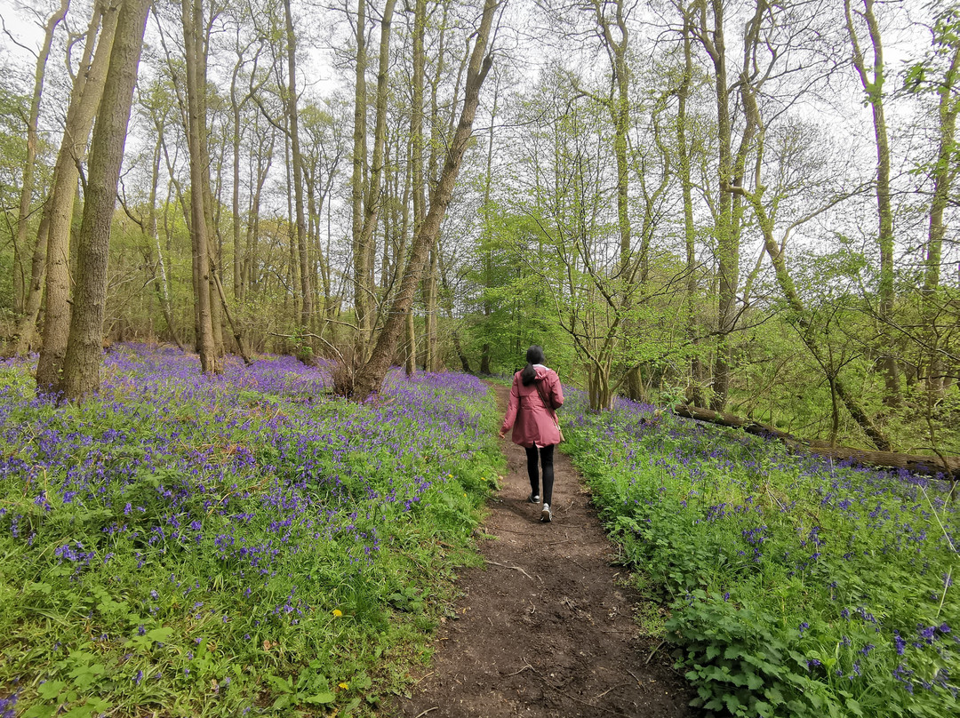 Weald Country Park-布伦特伍德必去景点