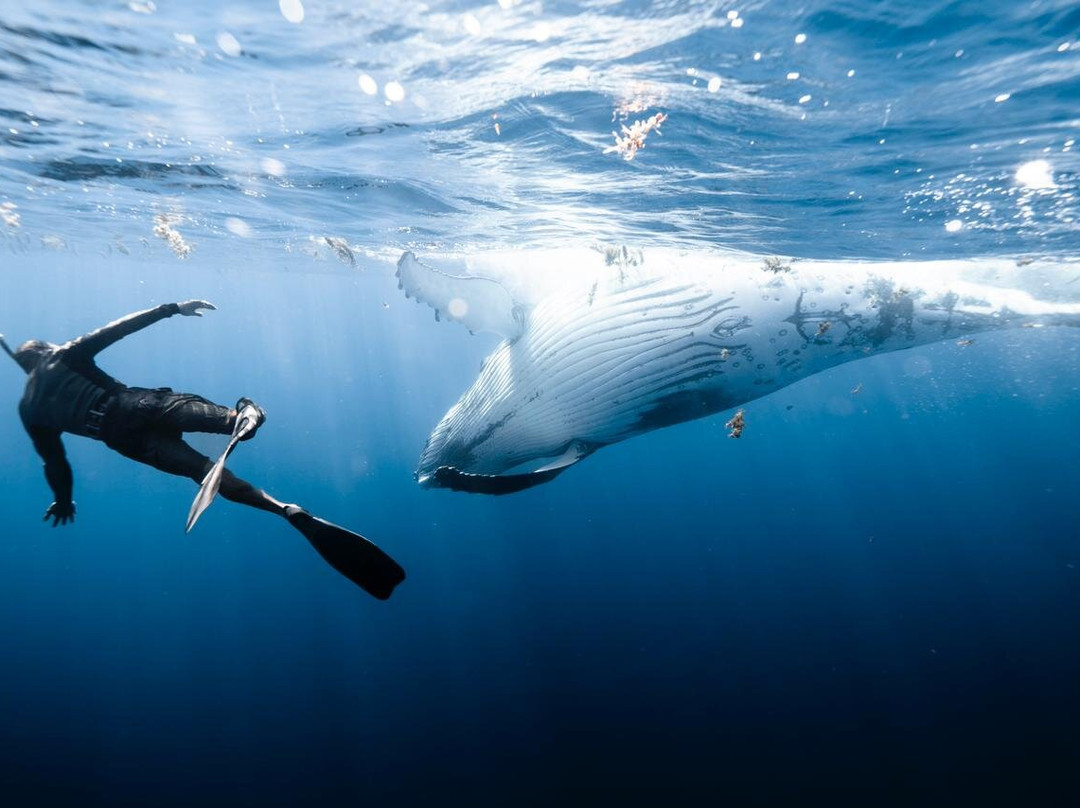 Moorea Reo Tours-哈皮迪必去景点