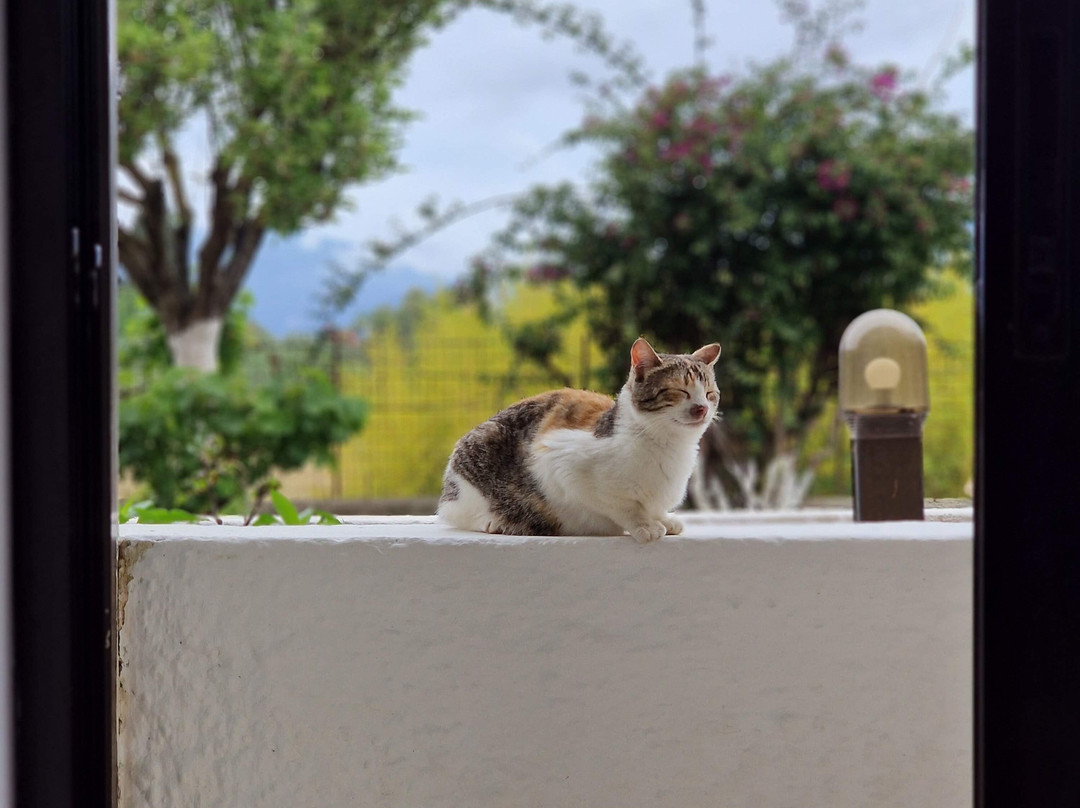 Pericles Hotel主图