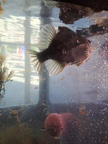 Røvær Havbrukssenter-Rovaer必去景点