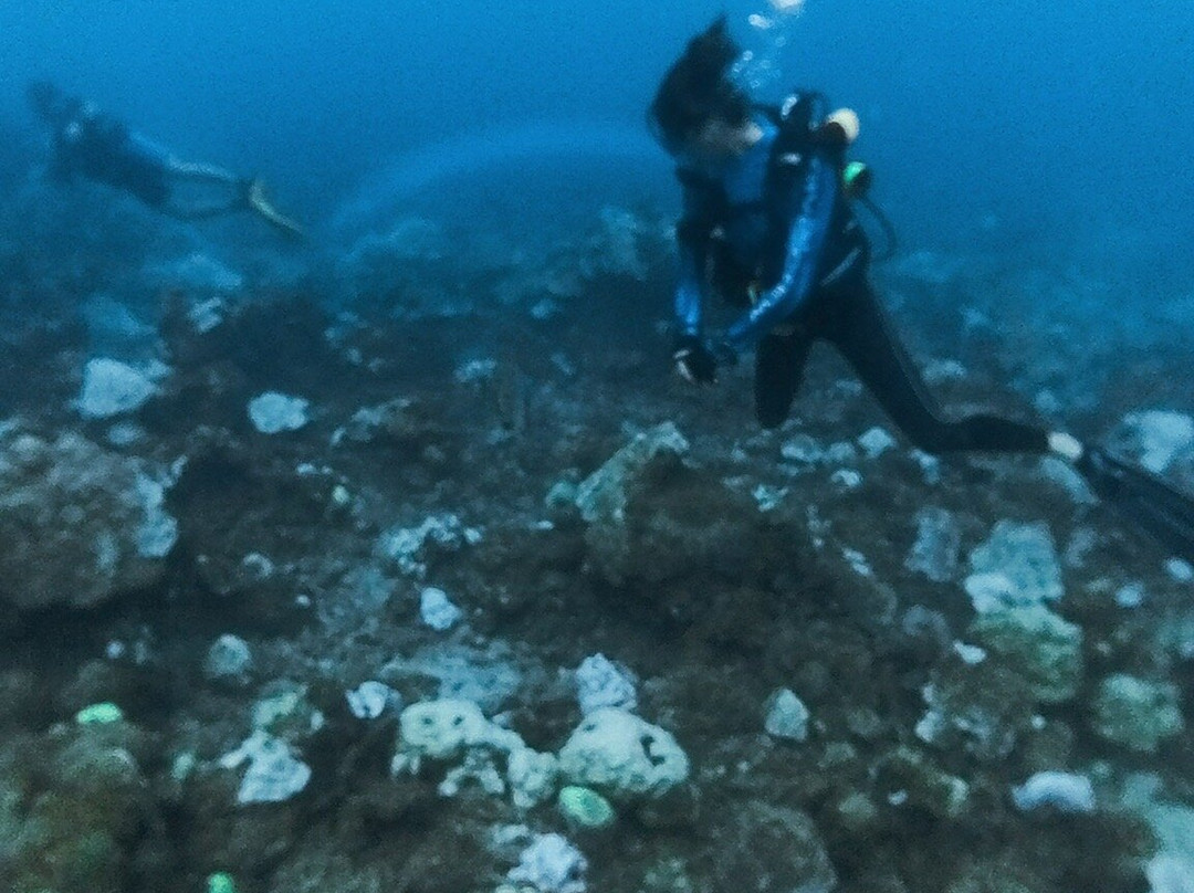 Ybd Dive Centre景点图片