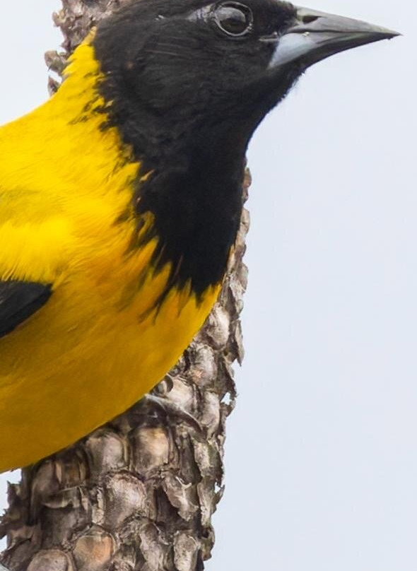 Travelian Tours-圣米格尔护城必去景点