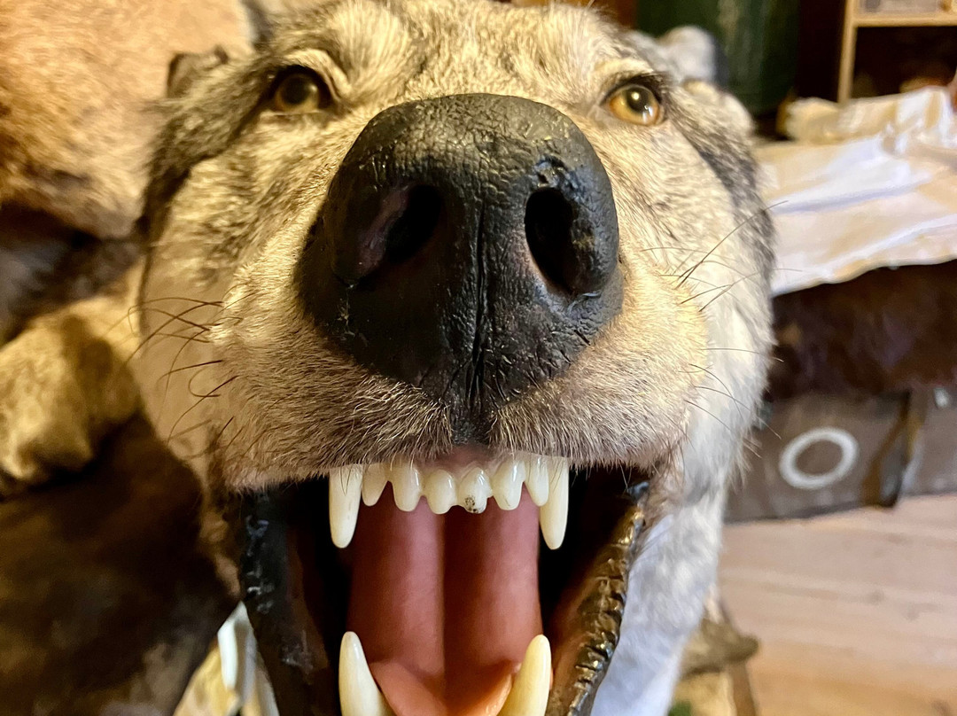 Kootenai Brown Pioneer Village-平雀溪镇必去景点