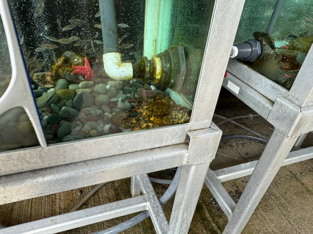 Ocean Sciences Centre Marine Public Education Program景点图片