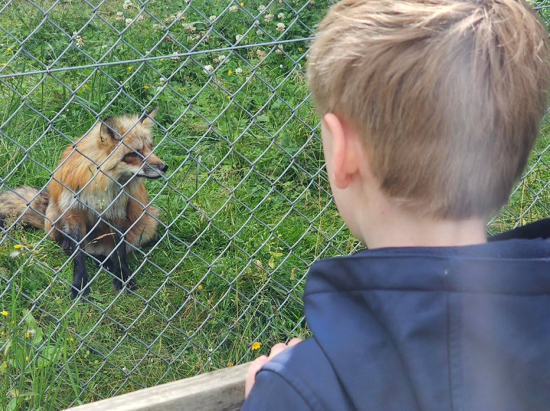 Scandinavian Wildlife Park景点图片