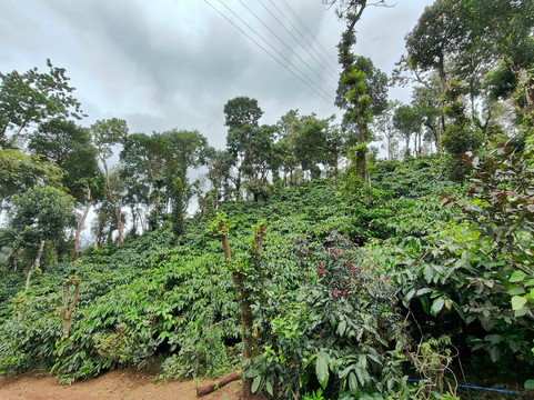 Touracle-柯钦必去景点