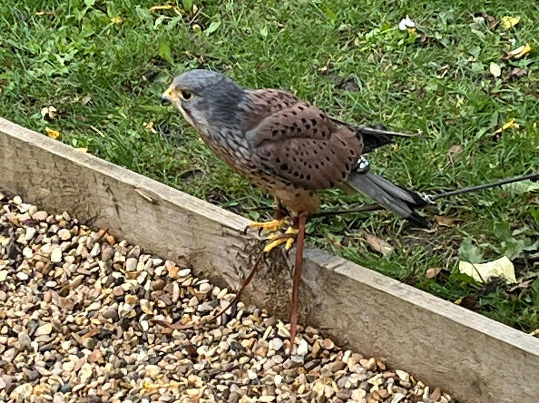 Fens Falconry景点图片