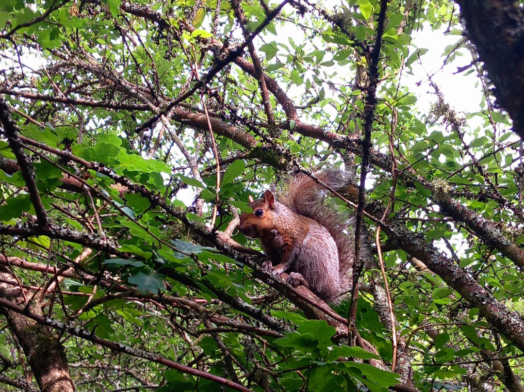 Stockgrove Country Park景点图片