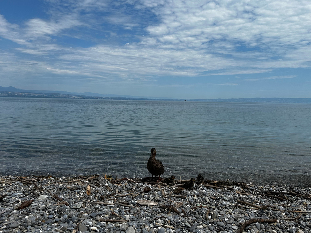 Évolution 2 Thonon - Lac Léman-托农莱班必去景点