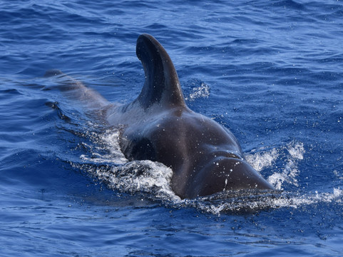 Bonadea Ii Eco Whale Watching-特内里费岛必去景点