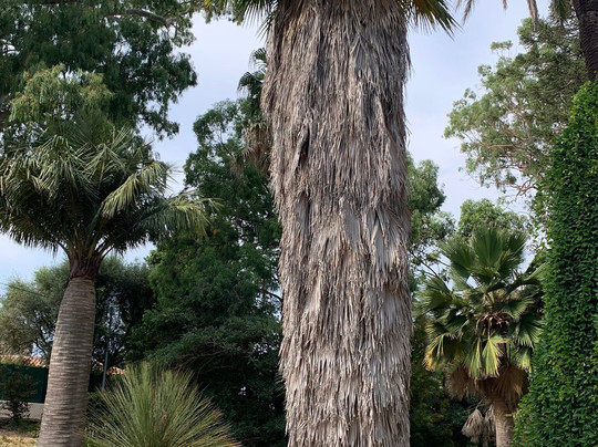 Thuret Garden (Jardin Thuret )-安提贝必去景点