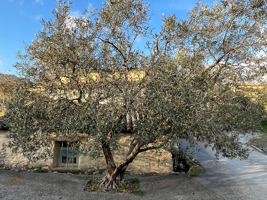 Le Moulin de Callas景点图片