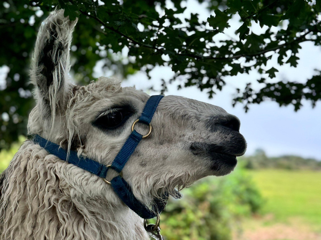 Dartmoor Llama Walks景点图片