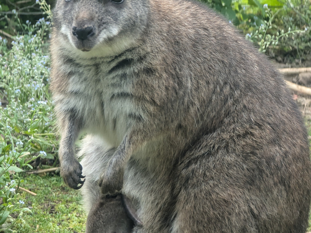 Kirkley Hall Zoological Gardens景点图片
