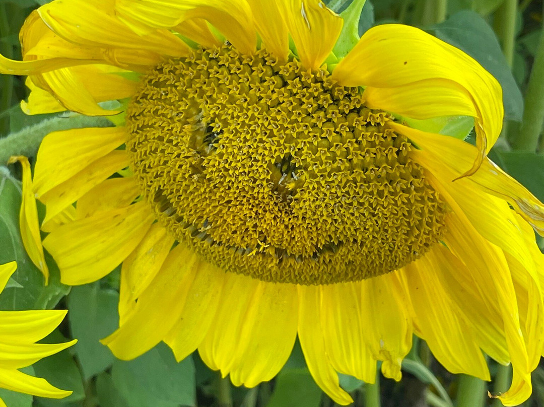 Writtle Sunflowers景点图片